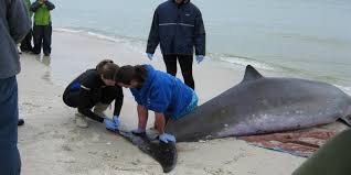 A Rare Sperm Whale Strands Itself in Shallow Waters Near Langezandt Fisherman’s Village Drawing Attention From Local Marine Authorities