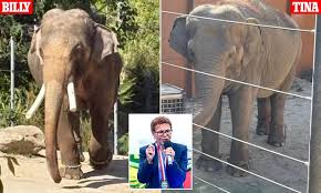 Los Angeles Zoo Faces Backlash After Secretly Relocating Its Last Elephants to Tulsa Amid Public Outcry