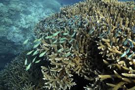 New Study Reveals How Climate Change is Disrupting Marine Life Across the Great Barrier Reef in Australia