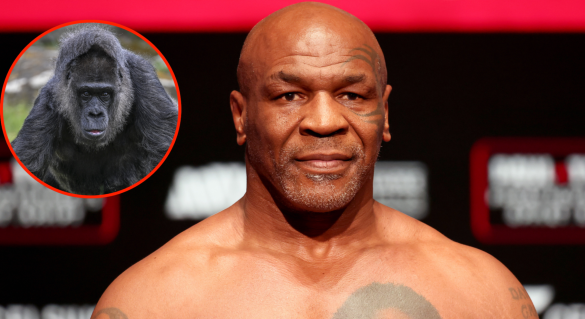 Mike Tyson dismisses gorilla’s strength as he claims 100 versions of himself could defeat a silverback in New York City showdown