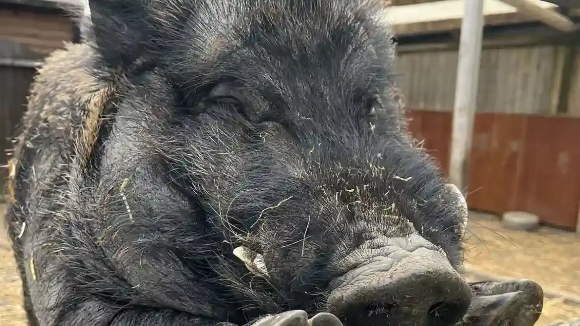 Neighbours in Spalding, Lincolnshire, escalate dispute over noisy and smelly pet pig causing distress in residential area