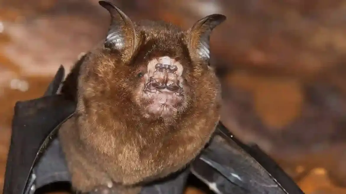 Scientists in California trace early evolution of Covid virus to bats in remote regions of western China and northern Laos