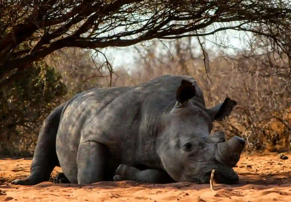 South Africa loses over 100 rhinos to poachers in just three months as wildlife crime continues to haunt national parks