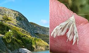 Welsh Government Faces Backlash After Spending Nearly Quarter of a Million Pounds on Moth Survey in Llandudno While Cutting Local Public Services