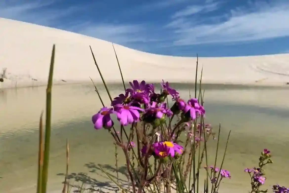 City of Cape Town Implements New Permit Limits and Safety Rules to Protect Witzands Aquifer Nature Reserve from Overcrowding