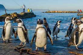 Betty’s Bay welcomes nature lovers as penguins and rare plants transform quiet village into Western Cape’s hidden gem