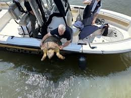 Boat accident kills endangered sea turtle as propeller strikes animal near Helicopter Island in El Nido Palawan