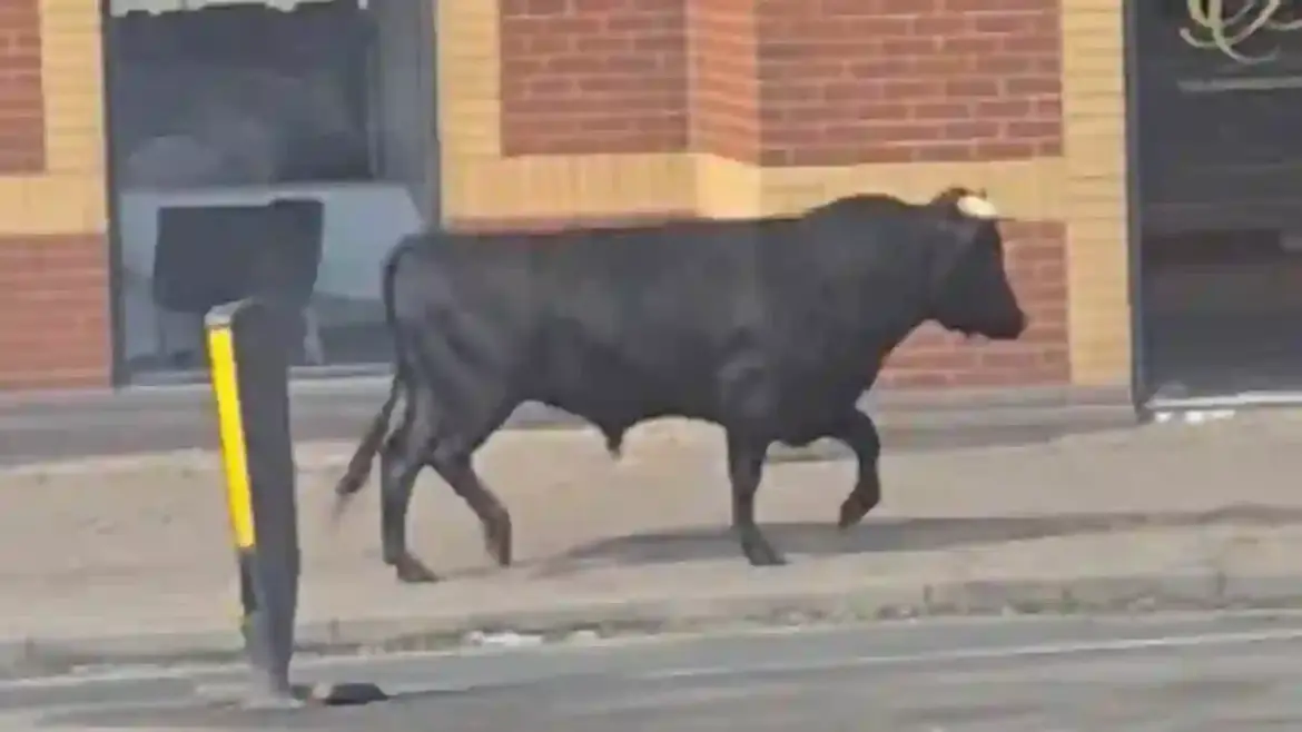 Bull shocks morning commuters as it charges through busy streets in the heart of Birmingham city centre
