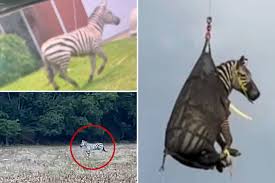 Authorities Conduct a High-Tech Manhunt to Capture Escaped Pet Zebra Named Ed in Christiana Tennessee