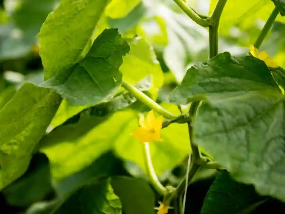 Gardeners across the country struggle with failed cucumber harvests after planting in the same soil used for squash and melons last season