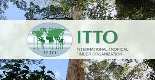 International Timber Organization offers $10,000 fellowships to support forestry professionals in tropical member countries
