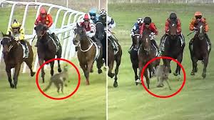 Kangaroo surprises racegoers by leaping onto horse track mid-race in Warren New South Wales during dramatic opening event
