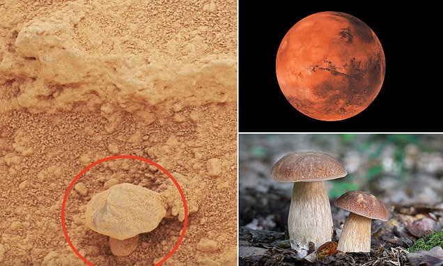 Planetary Physicist Shuts Down Alien Life Claim After Mushroom-Like Shape Appears in NASA Image from Mars Mission