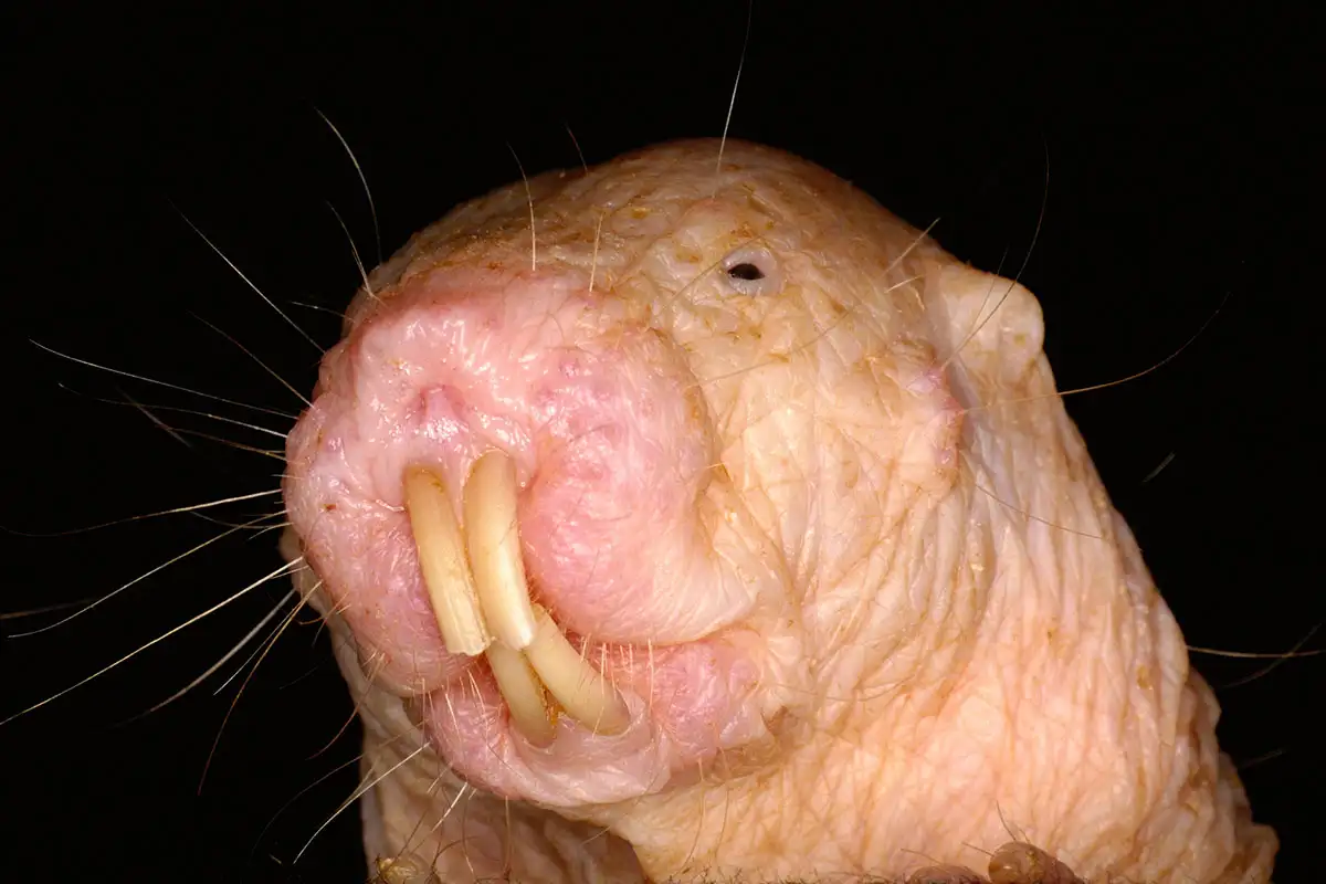 Naked mole