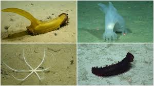 Scientists Discover New Deep-Sea Species in the Pacific Ocean That Could Change Our Understanding of Marine Life