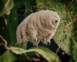 Tardigrades survive space travel and boiling water as Alex Riley reveals the hidden strength of microscopic animals across Earth’s harshest environments
