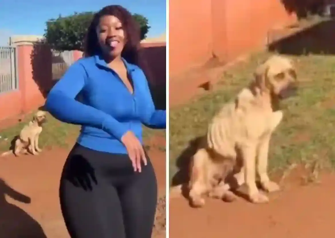 South African NSPCA launches investigation into influencer Sasha Tshiamo after viral TikTok exposes starving dog in her home