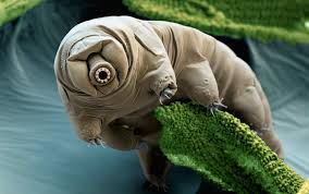 Tiny tardigrades reveal how life survives boiling heat and deep space across Earth’s harshest environments