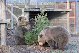 Two brown bears break free from enclosure and raid food store at Wildwood Devon wildlife park near Ottery St Mary
