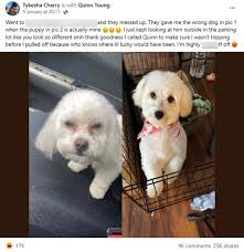 Woman accidentally buys the wrong dog breed after being misled by online sellers during a puppy pick-up in the UK