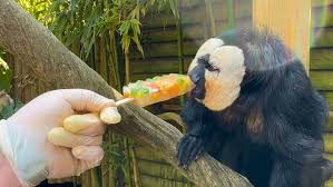 Zookeepers create frozen herbal treats as animals struggle to stay cool during record-breaking heatwave in Sussex