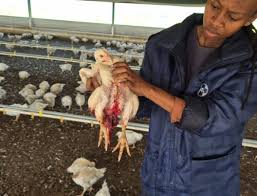 Carte Blanche investigates shocking animal abuse as chickens resort to cannibalism on mismanaged poultry farm in South Africa