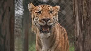 Namibian wildlife officials euthanise well-known lioness Charlie after fatal attack on camper in Hoanib River region