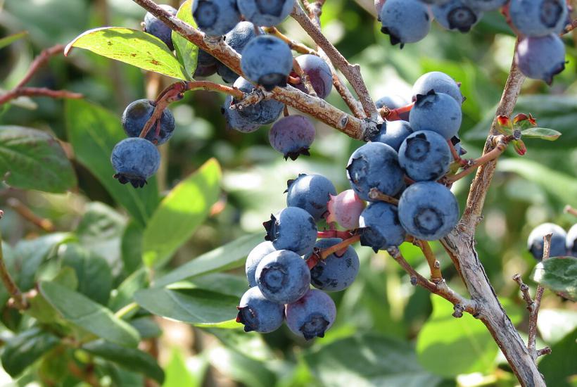 Blueberry plants fail to thrive when home gardeners forget to test and amend high pH soil in suburban gardens