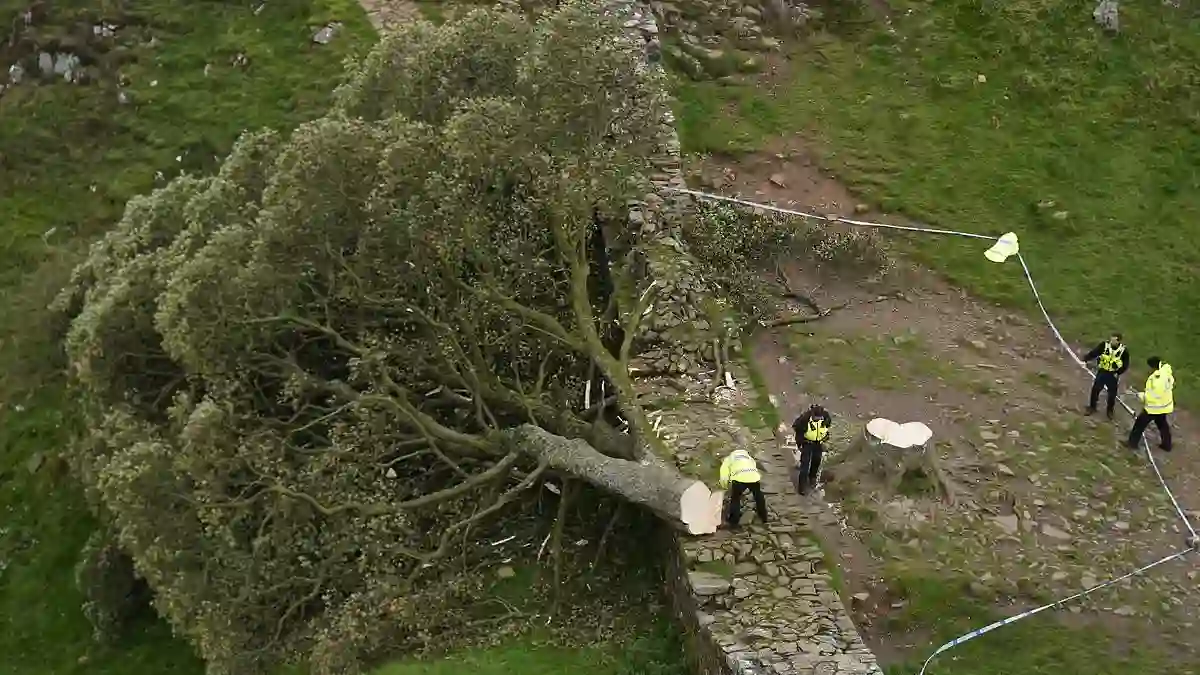 Sycamore Gap tree