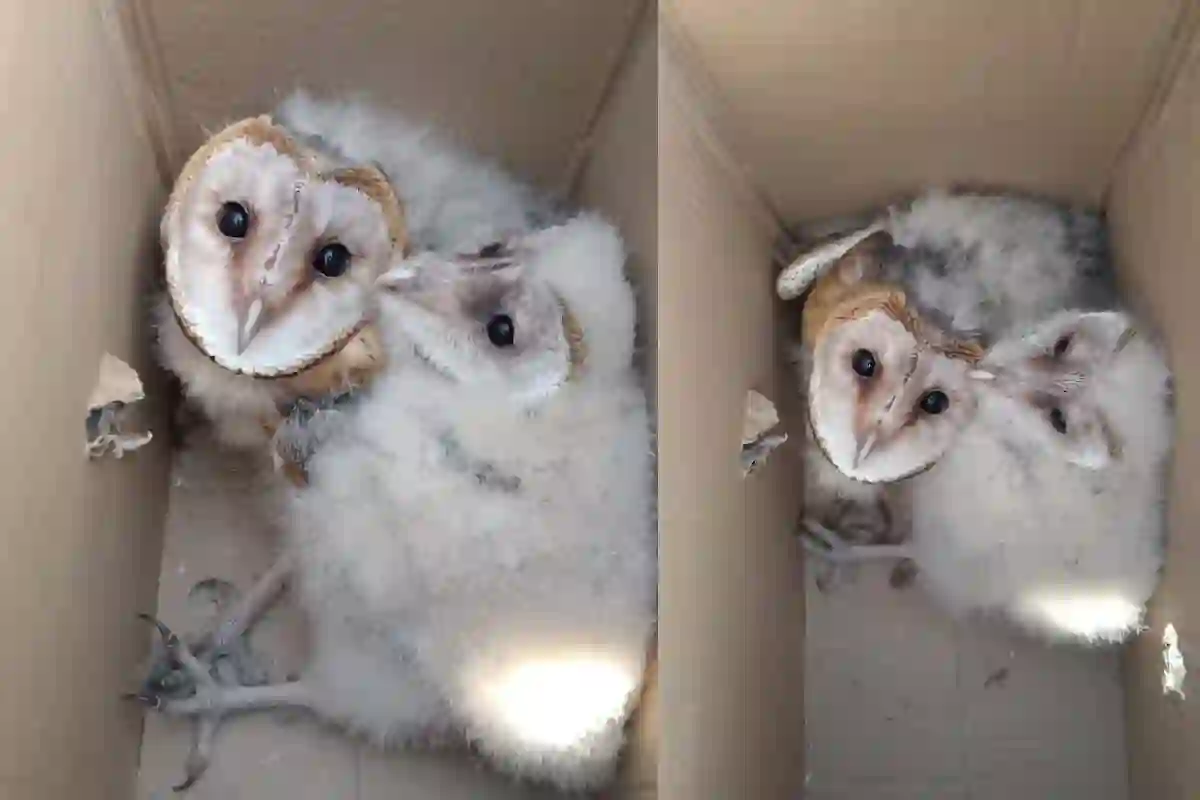 Barn Owls