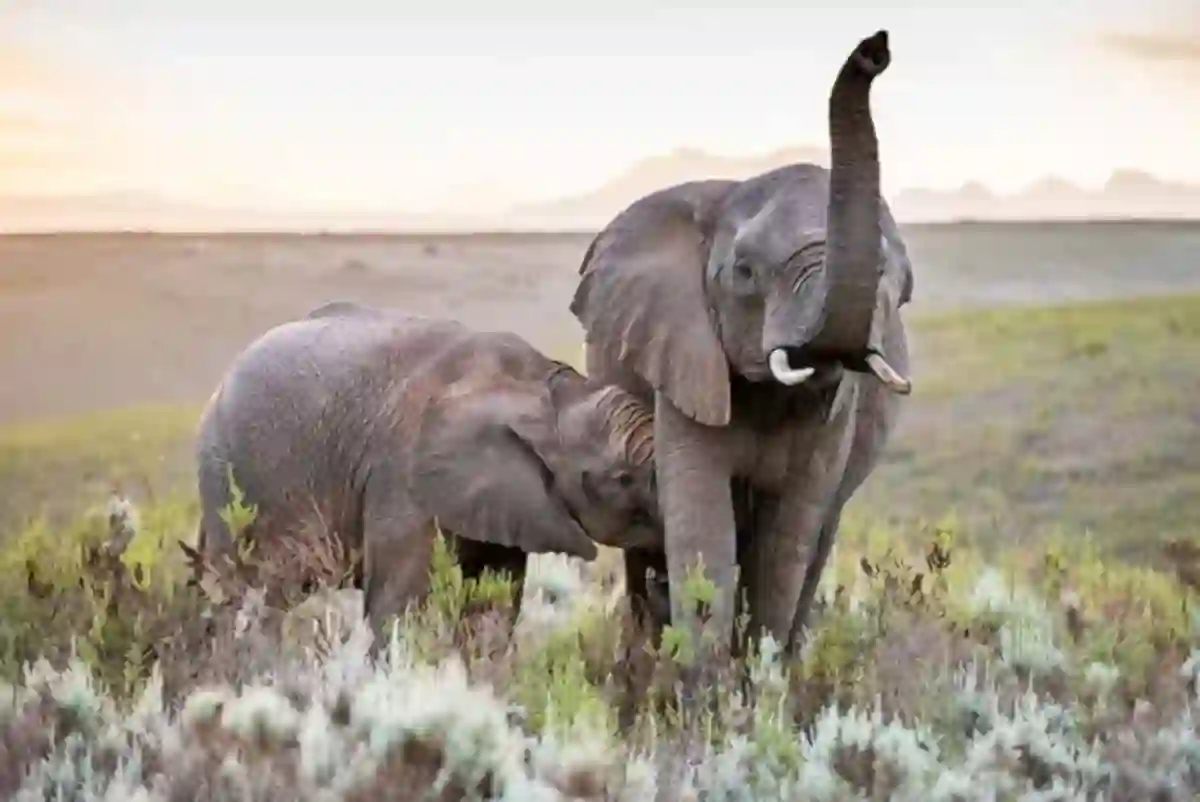 Elephant