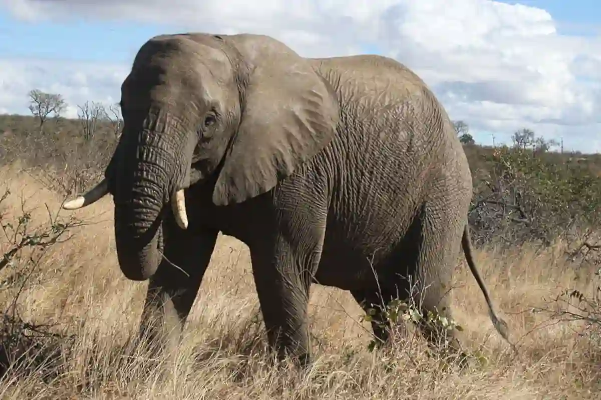 Elephant