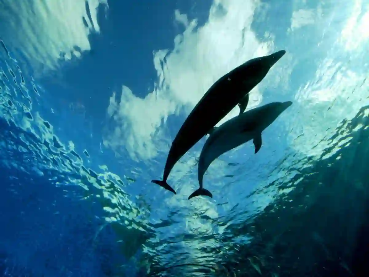 Faroe