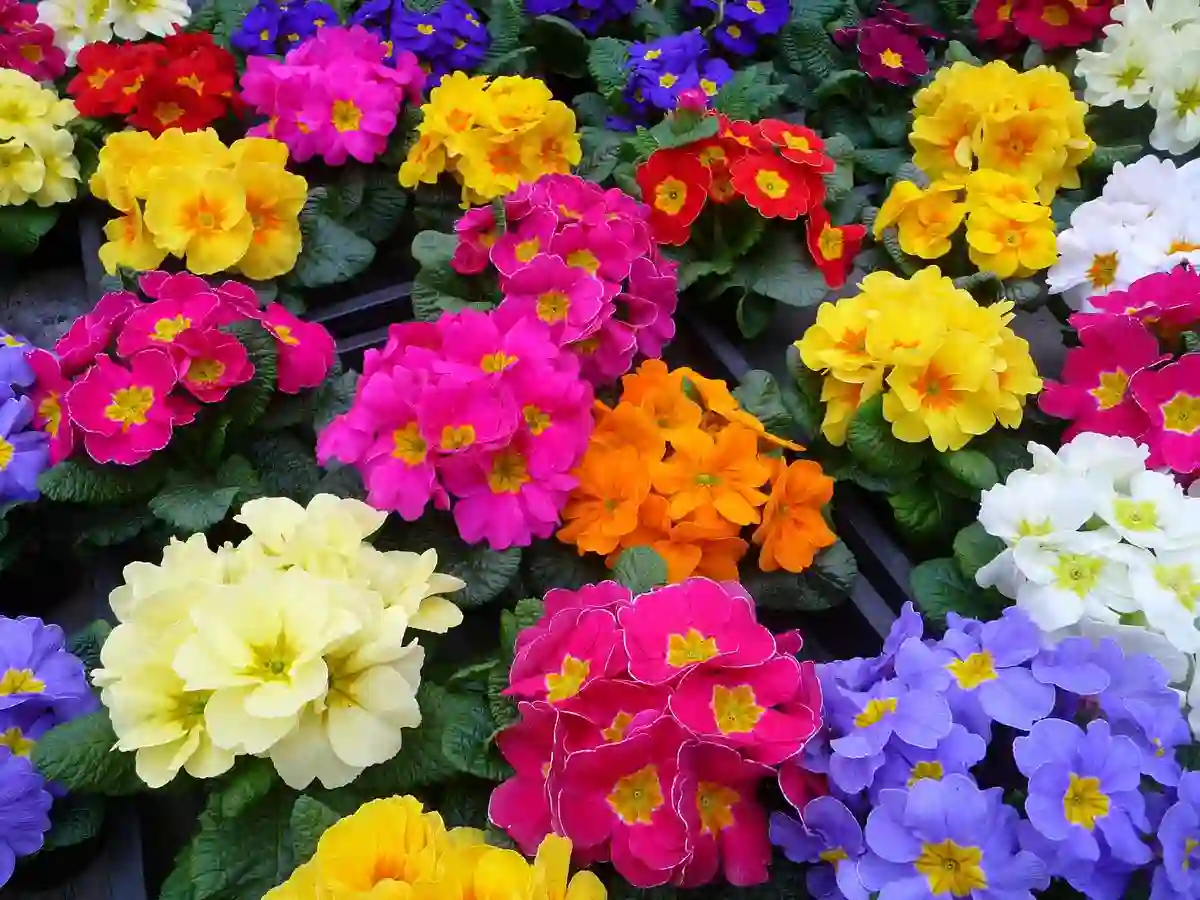 flowers
