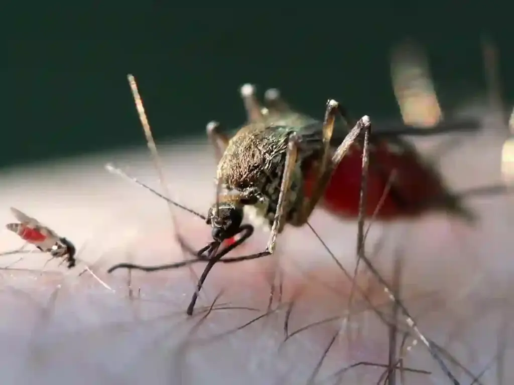 Mosquito