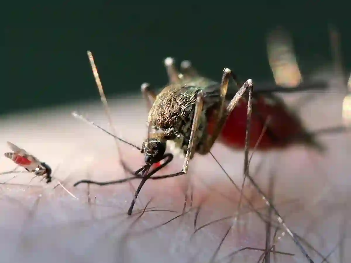Mosquito
