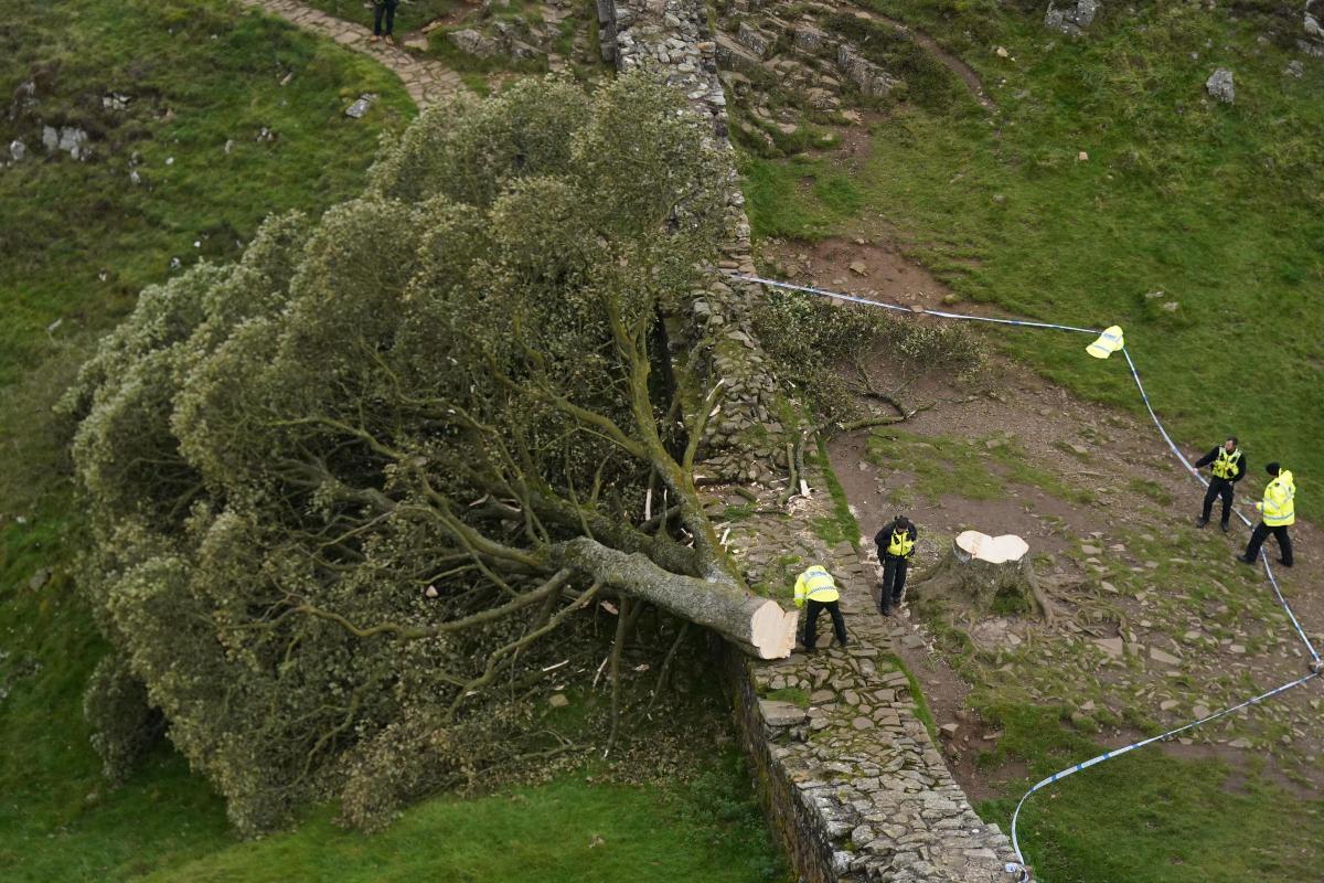 Sycamore Gap tree in Northumberland