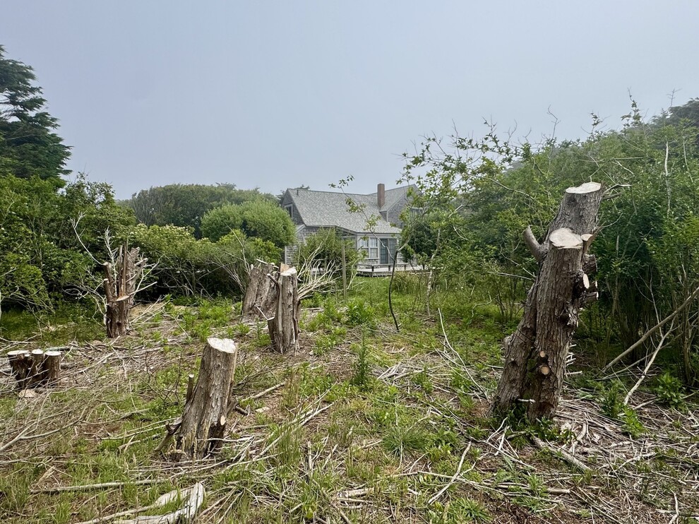The cut down trees
