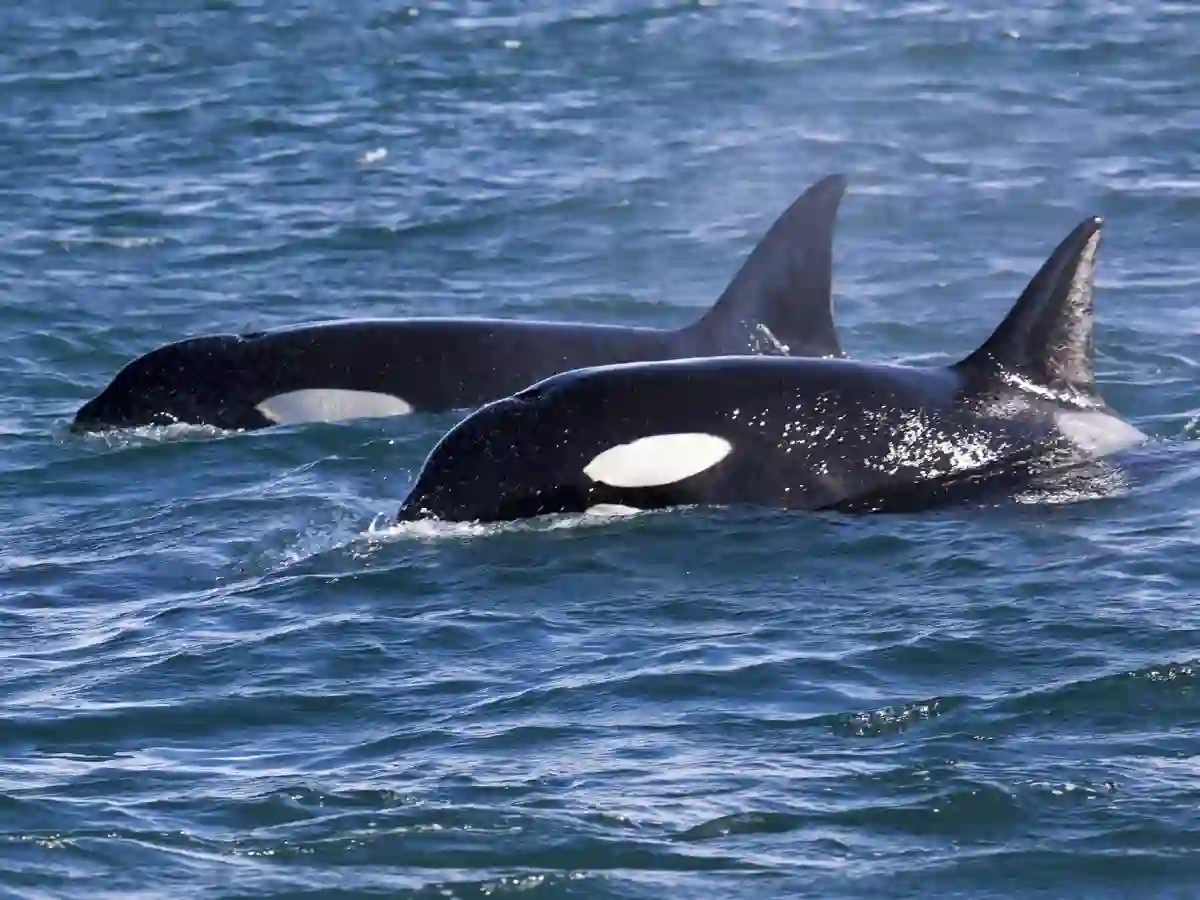 orcas