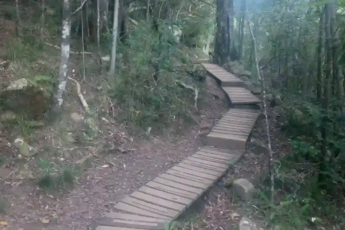 Cape Town visitors and locals explore Newlands Forest to enjoy hiking running and scenic picnics in the city’s verdant sanctuary