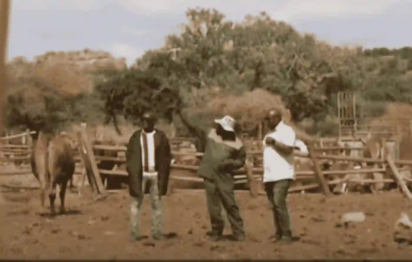 Farmers in Niani outside Musina struggle as migrating elephants from Zimbabwe and Botswana trample maize fields and destroy property