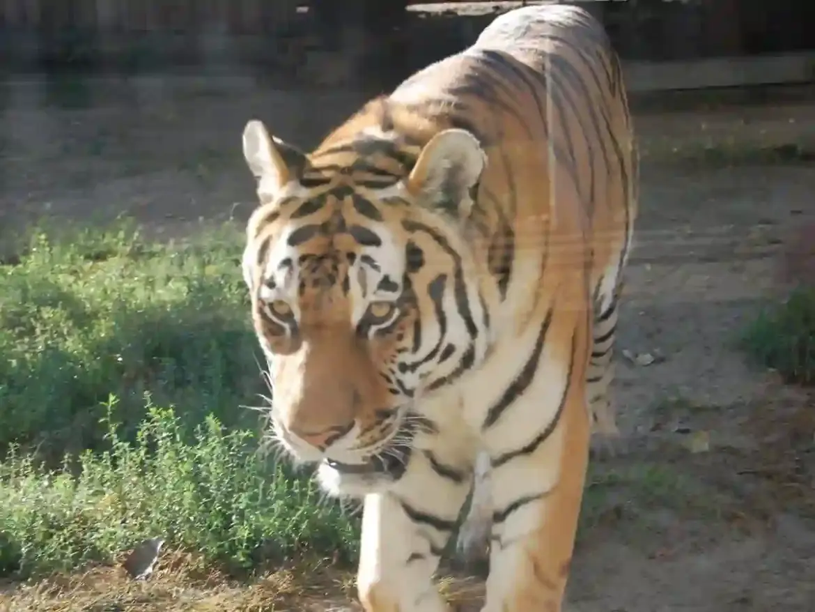 Fishermen in Russia’s Primorye Region Capture Moment Wild Tiger Steals Their Freshly Caught Fish from Riverbank