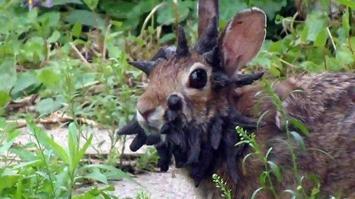 Frankenstein style rabbits with horn like growths alarm families as virus spreads from Colorado to Minnesota Nebraska and South Dakota