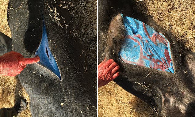 Glowing blue flesh found inside wild pig in California