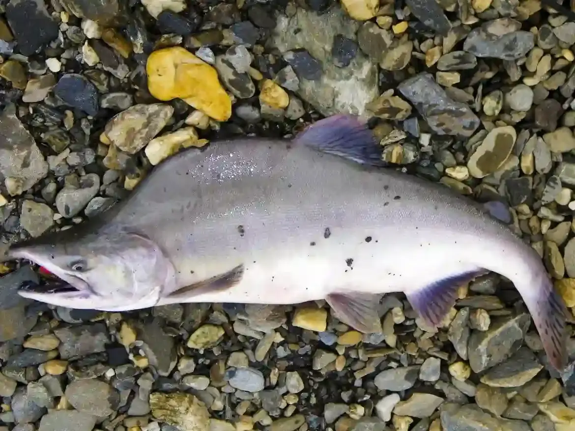 Norway Launches Massive Campaign to Remove Russian Humpback Salmon from Rivers and Protect Native Atlantic Fish