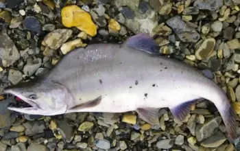 Humpback Salmon