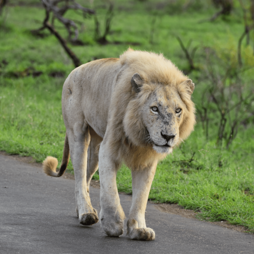 SANParks