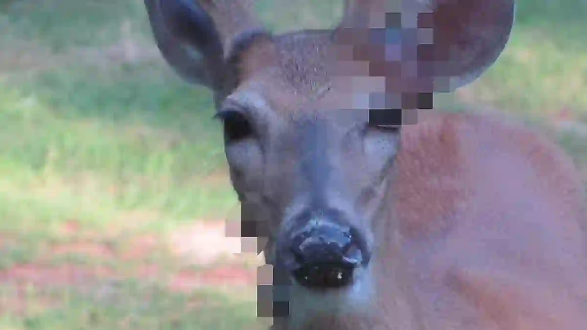 Wildlife