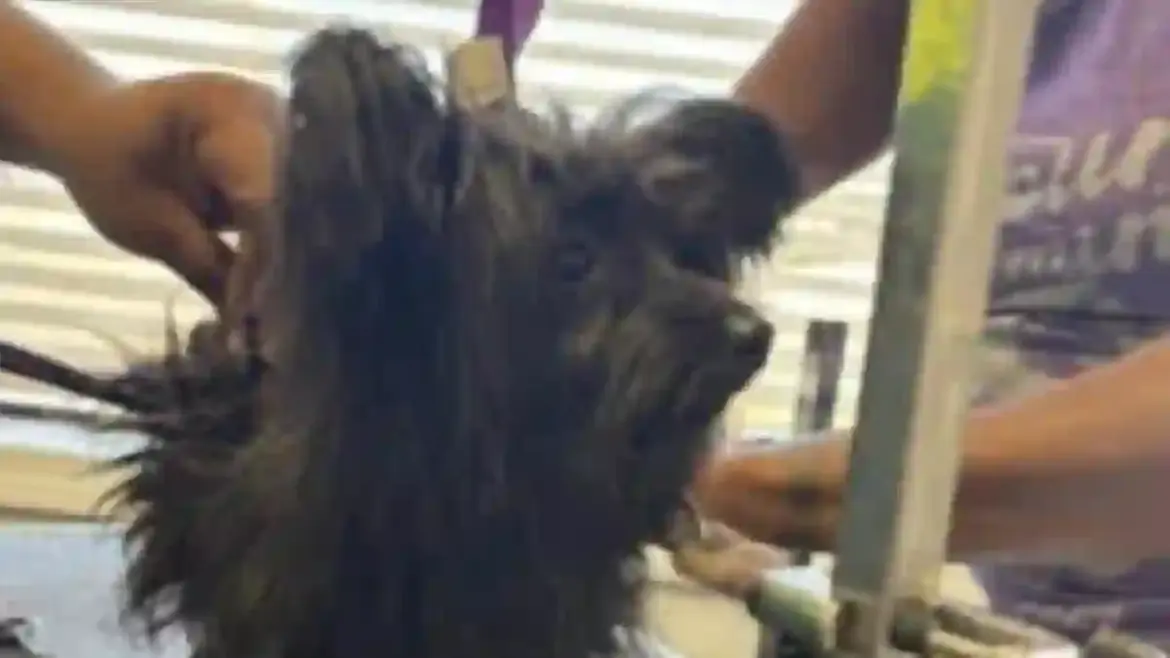 Viral video shows dog groomer allegedly striking a puppy at Glamour Grooming and Boarding in Memphis sparking outrage among pet owners
