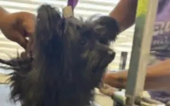 dog groomer